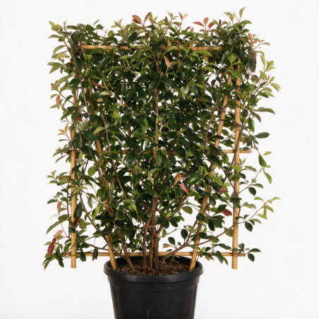 Photinia Red Robin - Photinia xfraseri Red Robin Espalier 160cm Pot 30L