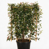 Photinia Red Robin - Photinia xfraseri Red Robin Espalier 160cm Pot 30L