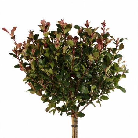 Photinia Little Red Robin - Photinia xfraseri Little Red Robin Boule - 120cm Pot 25L