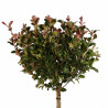 Photinia Little Red Robin - Photinia xfraseri Little Red Robin Boule - 120cm Pot 25L