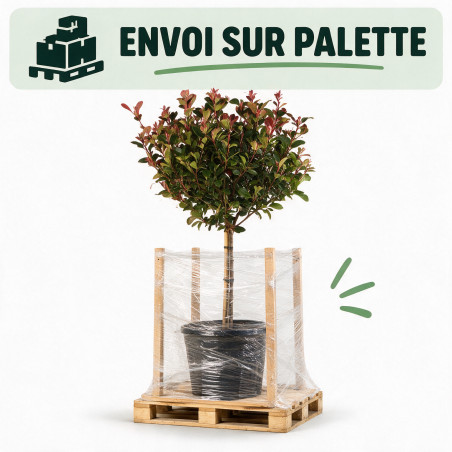 Photinia Little Red Robin - Photinia xfraseri Little Red Robin Boule - 120cm Pot 25L