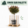 Photinia Little Red Robin - Photinia xfraseri Little Red Robin Boule - 120cm Pot 25L