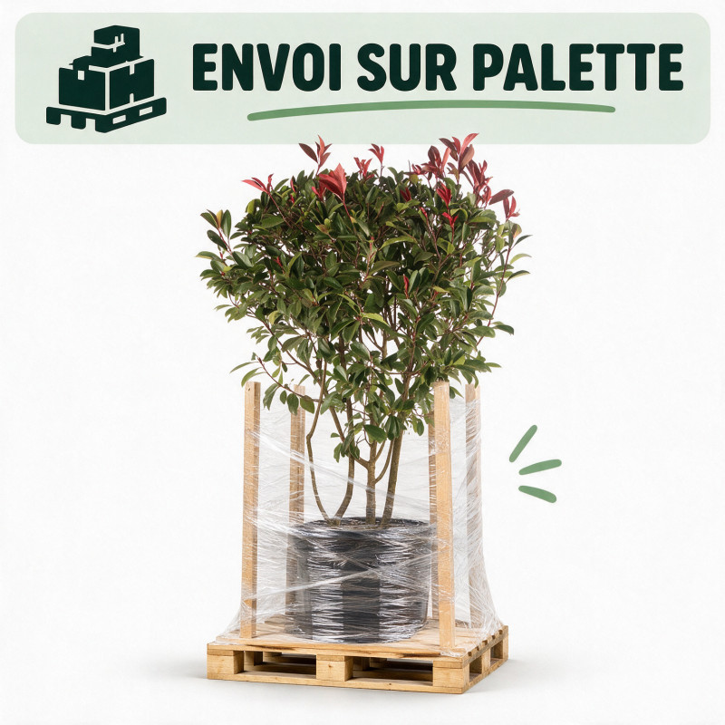 Photinia Red Robin - Photinia xfraseri Red Robin 125/145cm Pot 35L