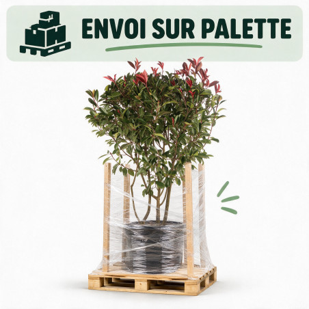 Photinia Red Robin - Photinia xfraseri Red Robin 125/145cm Pot 35L