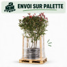 Photinia Red Robin - Photinia xfraseri Red Robin 125/145cm Pot 35L