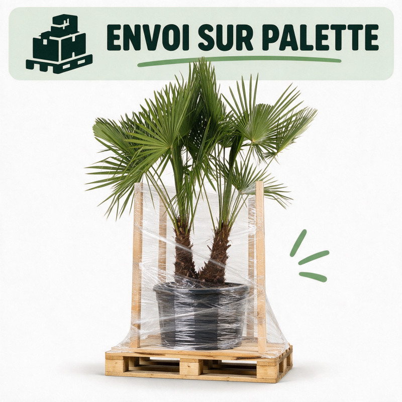 Palmier chanvre - Trachycarpus fortunei 2 troncs 200/230cm Pot 70L