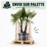Palmier chanvre - Trachycarpus fortunei 2 troncs 200/230cm Pot 70L