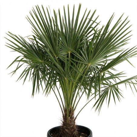 Palmier chanvre - Trachycarpus fortunei 80/100cm Pot 10L