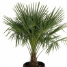 Palmier chanvre - Trachycarpus fortunei 80/100cm Pot 10L