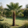 Palmier chanvre - Trachycarpus fortunei 80/100cm Pot 10L