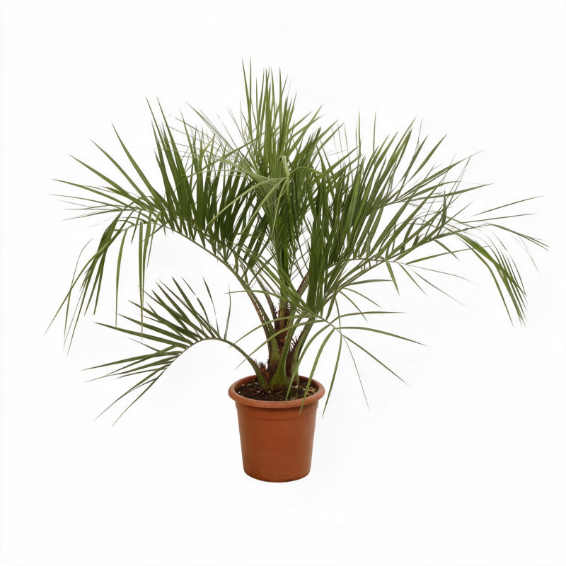 Palmier Butia - Butia capitata 80/100cm Pot 18L