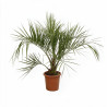 Palmier Butia - Butia capitata 80/100cm Pot 18L