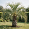 Palmier Butia - Butia capitata 80/100cm Pot 18L