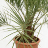 Palmier Butia - Butia capitata 80/100cm Pot 18L