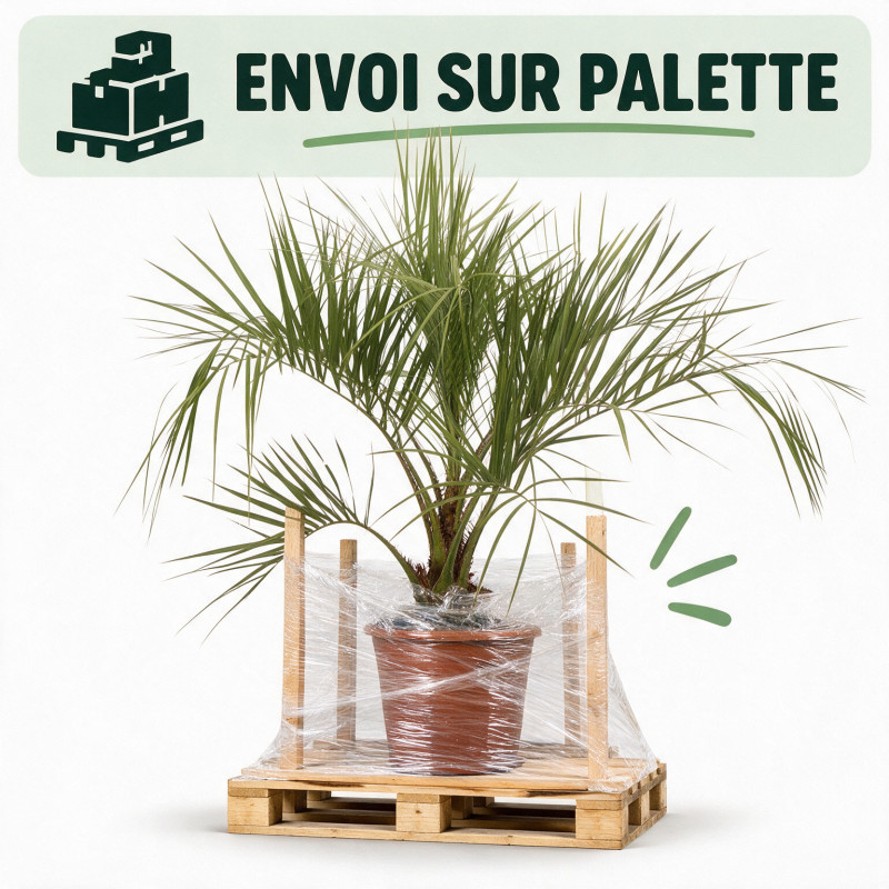 Palmier Butia - Butia capitata 80/100cm Pot 18L