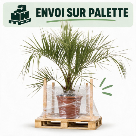 Palmier Butia - Butia capitata 80/100cm Pot 18L