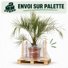 Palmier Butia - Butia capitata 80/100cm Pot 18L