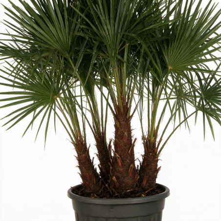 Palmier chanvre - Trachycarpus fortunei Multitroncs 190/210cm Pot 70L