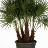 Palmier chanvre - Trachycarpus fortunei Multitroncs 190/210cm Pot 70L
