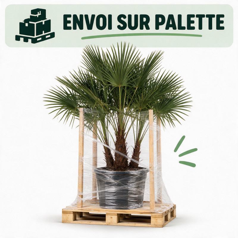 Palmier chanvre - Trachycarpus fortunei Multitroncs 190/210cm Pot 70L