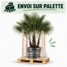 Palmier chanvre - Trachycarpus fortunei Multitroncs 190/210cm Pot 70L