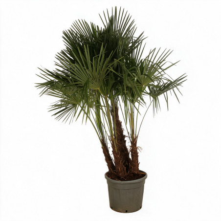 Palmier chanvre - Trachycarpus fortunei Multitroncs 190/210cm Pot 70L