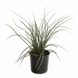 Hesperaloe parviflora 30/40 cm Pot 10L