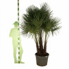 Palmier chanvre - Trachycarpus fortunei Multitroncs 190/210cm Pot 70L