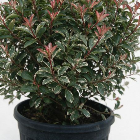 Photinia Pink Marble - Photinia xfraseri Pink Marble Boule 140cm Pot 150L