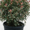 Photinia Pink Marble - Photinia xfraseri Pink Marble Boule 140cm Pot 150L