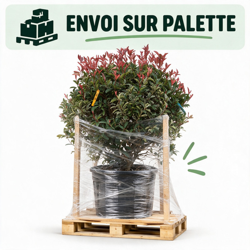Photinia Pink Marble - Photinia xfraseri Pink Marble Boule 140cm Pot 150L
