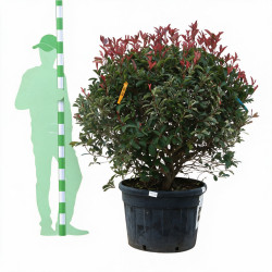 Photinia Pink Marble -...
