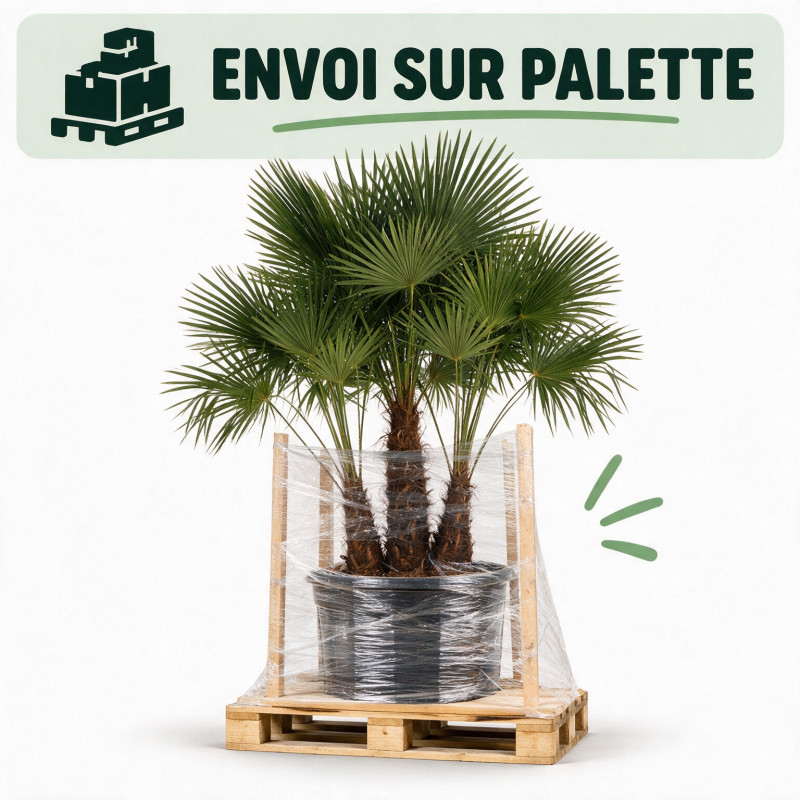 Palmier chanvre - Trachycarpus fortunei Multitroncs 180cm Pot 90L