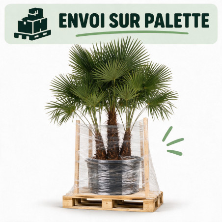 Palmier chanvre - Trachycarpus fortunei Multitroncs 180cm Pot 90L