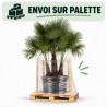 Palmier chanvre - Trachycarpus fortunei Multitroncs 180cm Pot 90L
