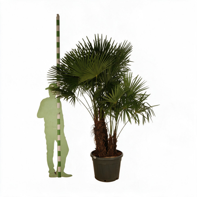 Palmier chanvre - Trachycarpus fortunei Multitroncs 180cm Pot 90L