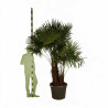 Palmier chanvre - Trachycarpus fortunei Multitroncs 180cm Pot 90L