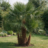 Palmier chanvre - Trachycarpus fortunei Multitroncs 180cm Pot 90L