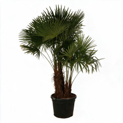 Palmier chanvre - Trachycarpus fortunei Multitroncs 180cm Pot 90L
