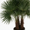 Palmier chanvre - Trachycarpus fortunei Multitroncs 180cm Pot 90L