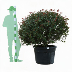 Photinia Carré Rouge -...