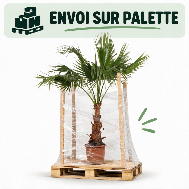 Palmier Washingtonia - Washingtonia robusta 60/80cm Pot 10L