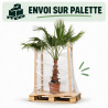 Palmier Washingtonia - Washingtonia robusta 60/80cm Pot 10L