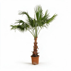 Palmier Washingtonia - Washingtonia robusta 60/80cm Pot 10L