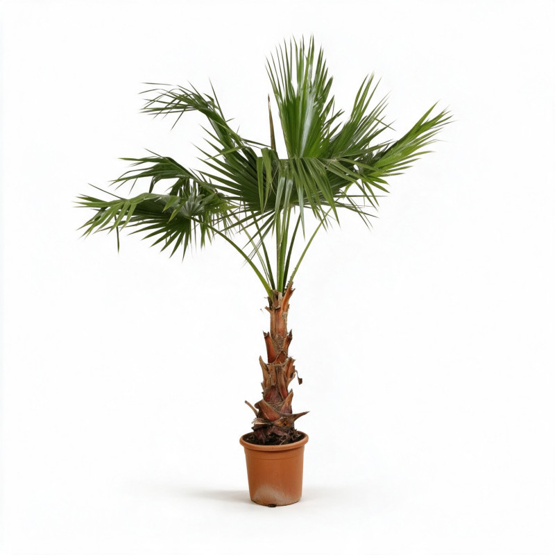 Palmier Washingtonia - Washingtonia robusta 60/80cm Pot 10L