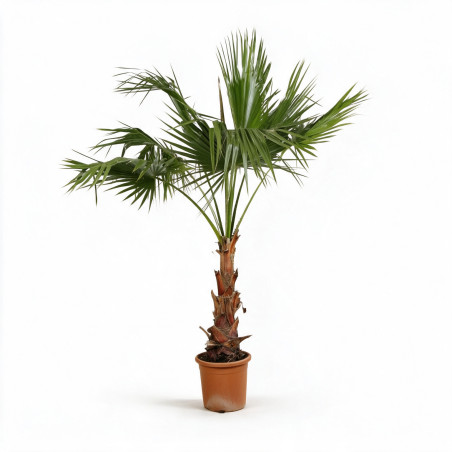 Palmier Washingtonia - Washingtonia robusta 60/80cm Pot 10L