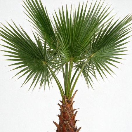 Palmier Washingtonia - Washingtonia robusta 60/80cm Pot 10L