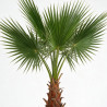 Palmier Washingtonia - Washingtonia robusta 60/80cm Pot 10L