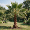 Palmier Washingtonia - Washingtonia robusta 60/80cm Pot 10L