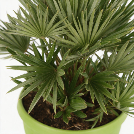 Palmier nain Siciliana - Chamaerops humilis Siciliana 50/60cm Pot 7,5L